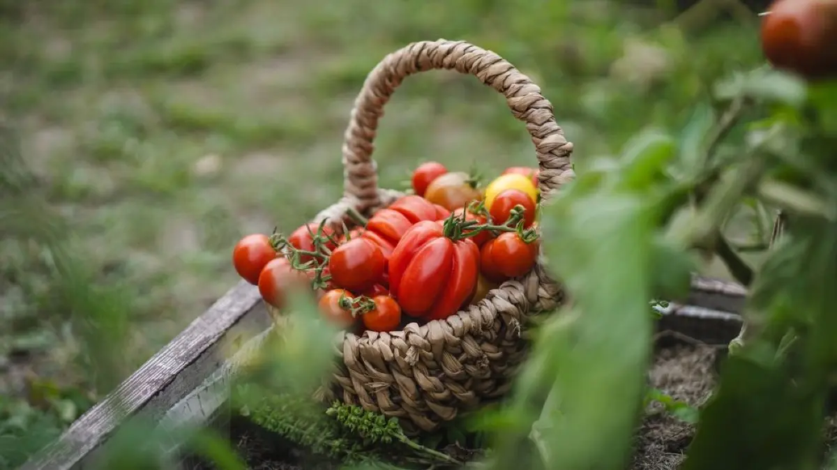 Saftige Tomaten: Wer eine reiche Ernte möchte, muss bei der Bepflanzung des Gemüsebeets auf einige Faktoren achten.