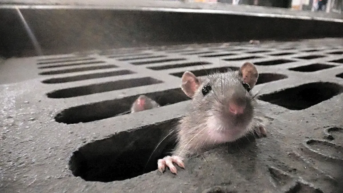 Eine braune Ratte zwängt sich durch eine schmale Öffnung im Abwasserkanal in einer Szene der Dokumentation «Das erstaunliche Leben der Ratten – Unterwegs in Rat City» (undatierte Filmszene). Das Film läuft am 01.02.2024 auf 3sat. +++ dpa-Bildfunk +++