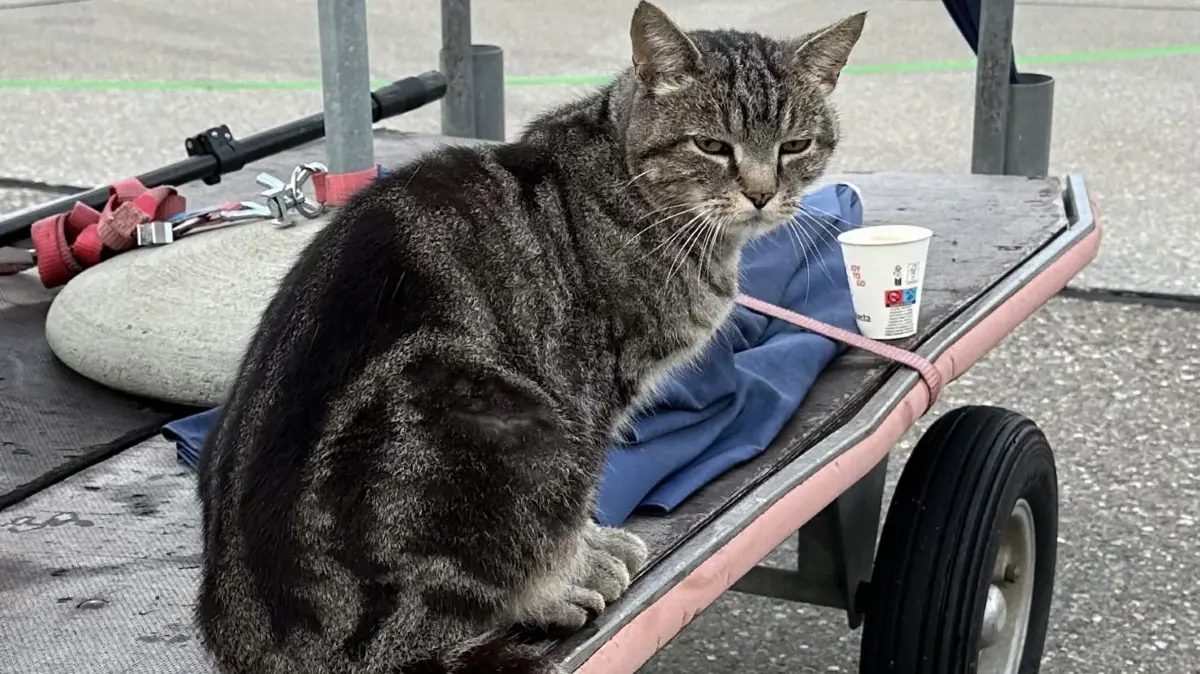 Der Flughafen Bern trauert um den Kater Maverick.