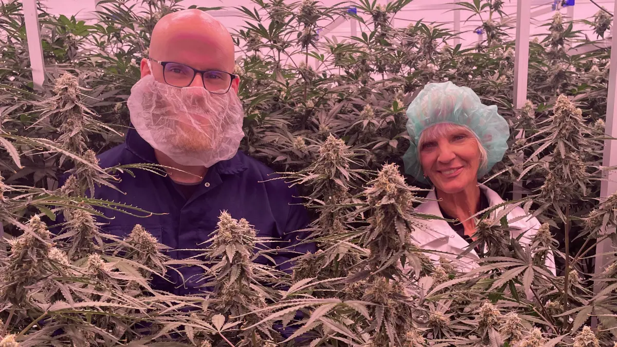 Émeric Beautier und Bea Gadorosi inmitten ihrer legal angebauten Cannabis-Pflanzen