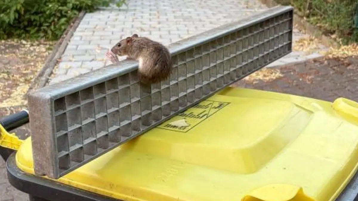 Ratte