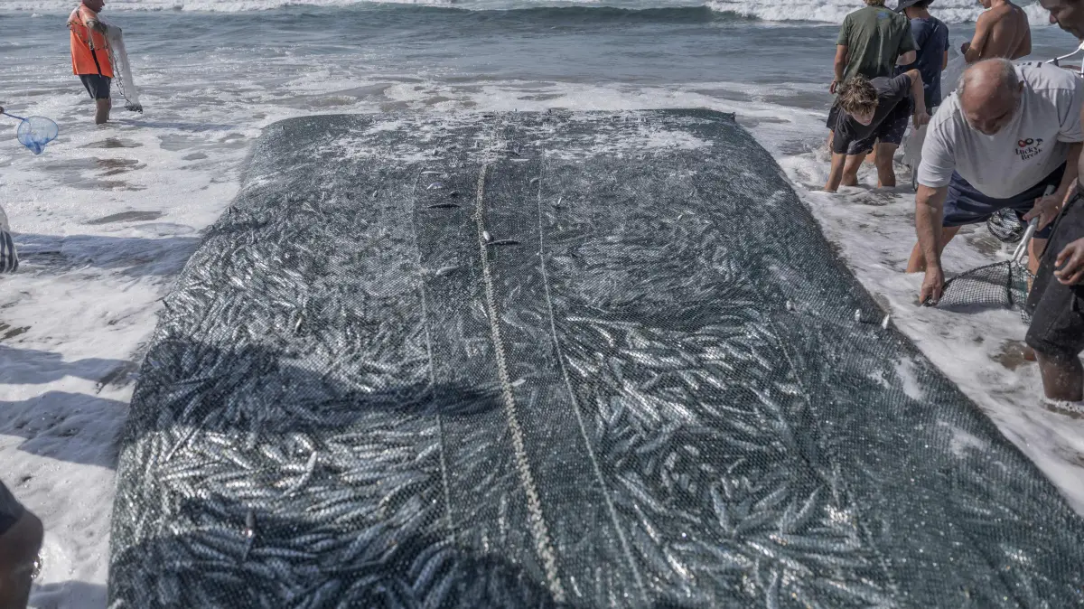SAFRICA-OCEANS-ENVIRONMENT-FISHING: Members of the public try to catch sardines as netters use a huge fishing net as they catch sardines at the Scottburgh beach, south of Durban on July 20, 2026. The sardine run of southern Africa occurs from May through July when sardines move northwards along South Africa's East Coast. Each year massive shoals of sardines stretching hundreds of miles draw thousands of sharks, dolphins and gannets hovering above the fish. Masses of fishermen, locals line the shores to watch, catch and some sell them. (Photo by RAJESH JANTILAL / AFP)
