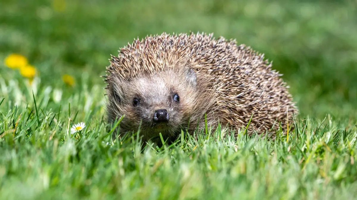 Igel: ILLUSTRATION - 24.04.2020, Bayern, Bad Griesbach: Igel sind gefährdet. (zu dpa: «Schutz für Igel - Nachtverbot für Mähroboter im Kreis Kassel») Foto: Armin Weigel/dpa +++ dpa-Bildfunk +++