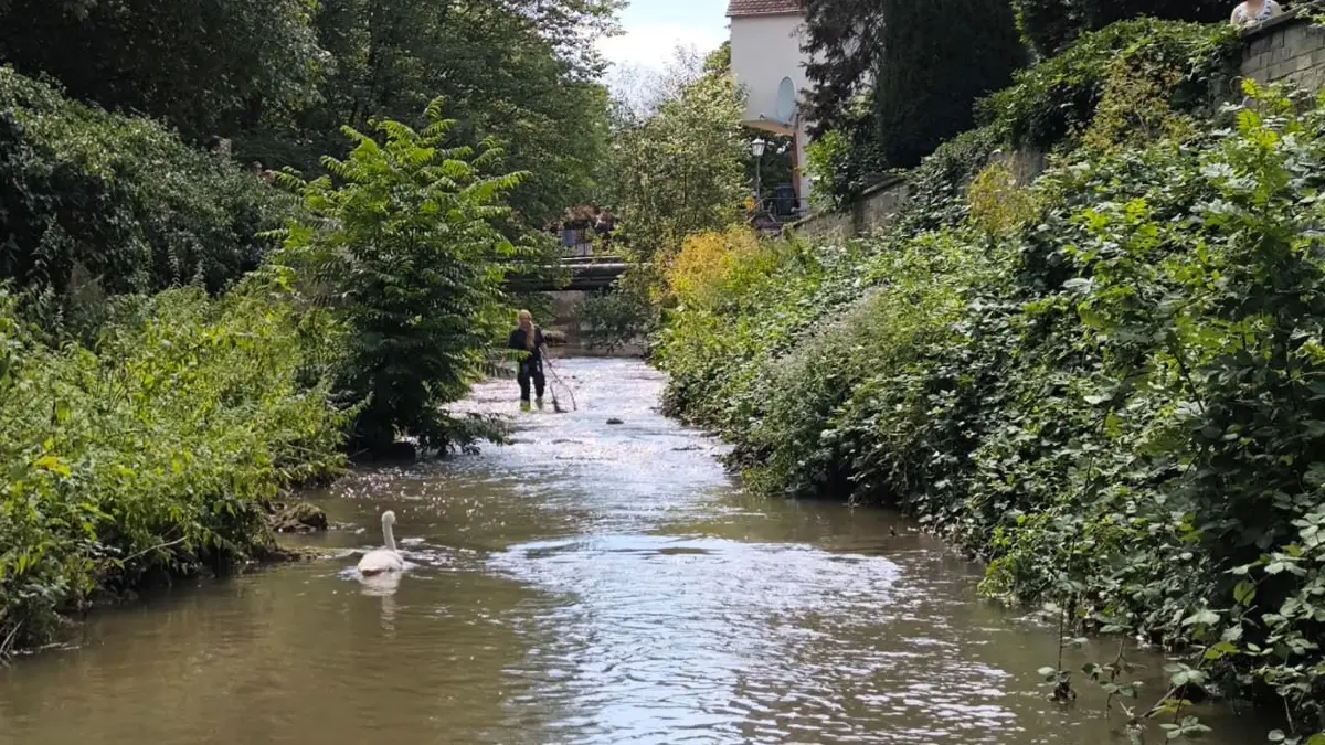 Tierrettung Unterland Bietigheim Junger Schwan Enz Metter