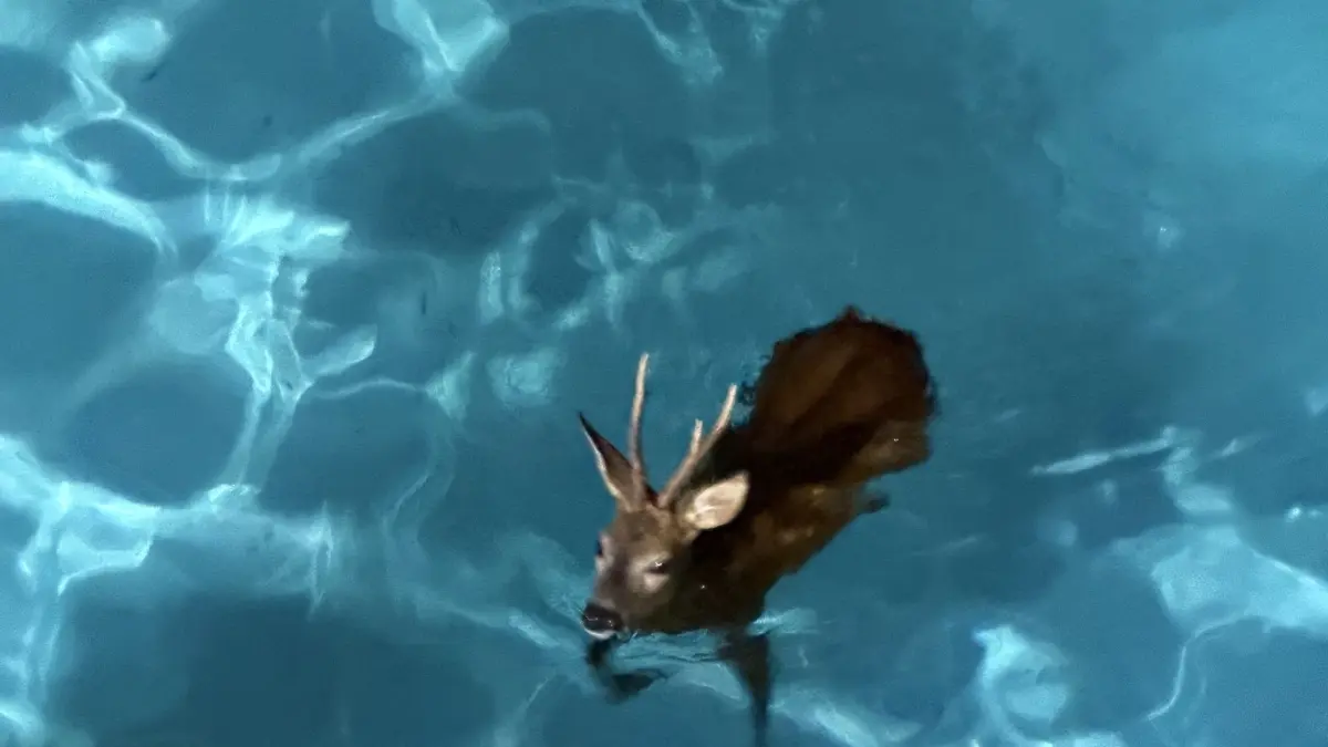 Der Rehbock befand sich über eine Stunde im Wasser