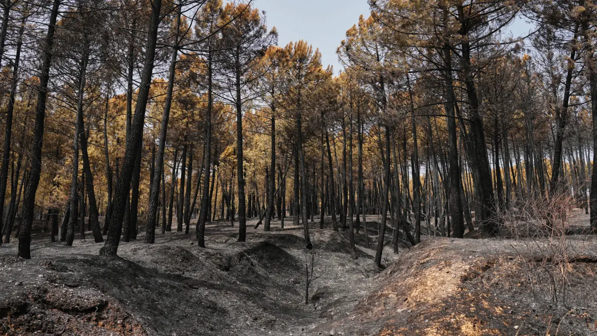 Blick auf das Brandgebiet in der Provinz Guadalajara, nachdem ein Waldbrand Zehntausende Hektar verwüstet hatte – einer der größten Waldbrände der letzten Jahre in Spanien.