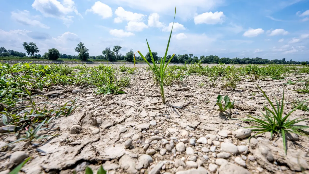Niedrigwasser Donau: ARCHIV - 15.07.2026, Bayern, Mariaposching: Ausgetrocknet ist eine Sandbank an der Niedrigwasser führenden Donau. (zu dpa: «Studie: Hitze trocknet Europas Böden immer schneller aus») Foto: Armin Weigel/dpa +++ dpa-Bildfunk +++