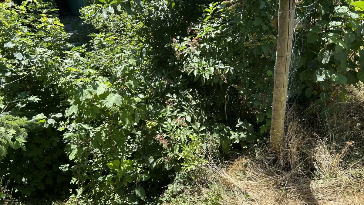 Würm in Hildrizhausen an der Altdorfer Straße. Hier ist die Mauer marode.