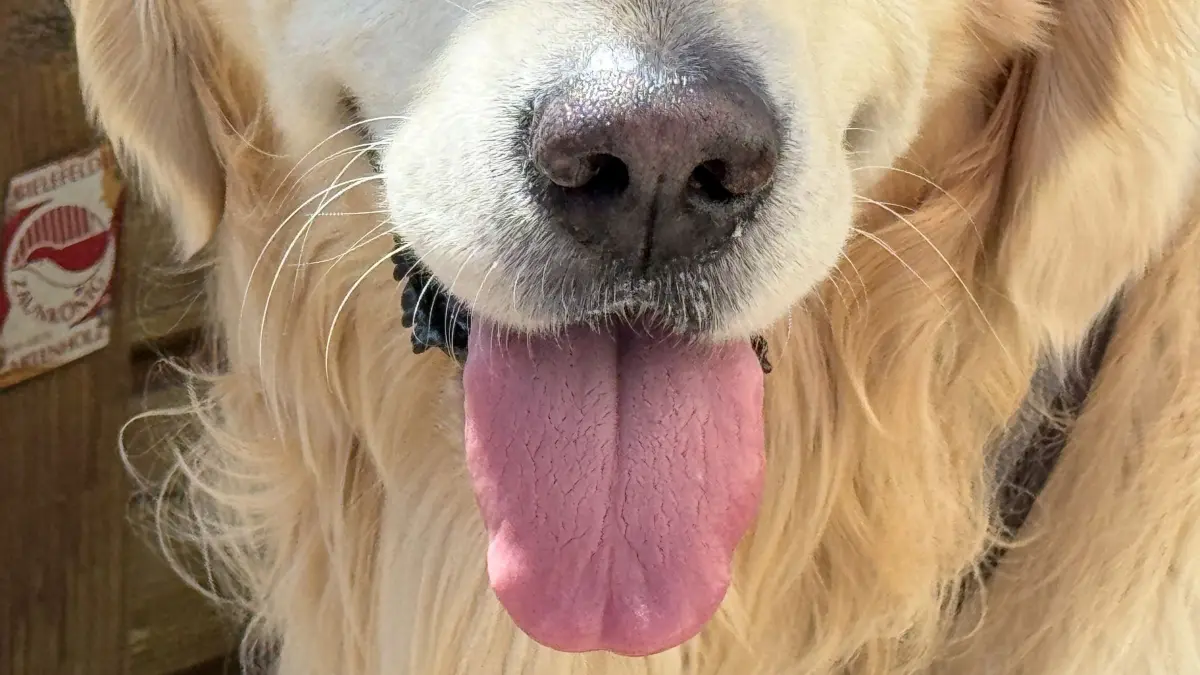 Hitzeschutz in Thüringer Tierheimen: ARCHIV - 26.06.2026, Nordrhein-Westfalen, Bielefeld: Blick auf die weit aus dem Maul heraushängende Zunge von Golden Retriever Lucky. (zu dpa: «Kühlmatten und Klimafolien – Tierheime rüsten gegen Hitze») Foto: Friso Gentsch/dpa +++ dpa-Bildfunk +++