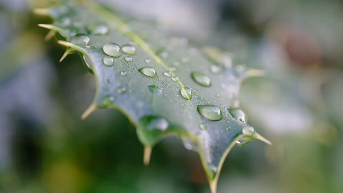 Wetter in Baden-Württemberg: ARCHIV - 17.07.2026, Baden-Württemberg, Schriesheim: Regentropfen liegen auf dem dornigen Blatt einer Hecke. (zu dpa: «Die neue Woche bringt Sonne und Hitze zurück») Foto: Uwe Anspach/dpa +++ dpa-Bildfunk +++