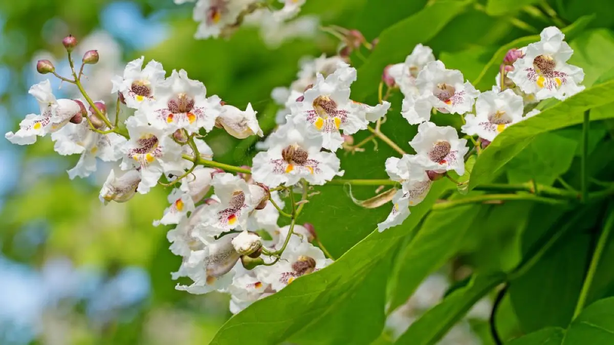 Die Blüten des Trompetenbaums.