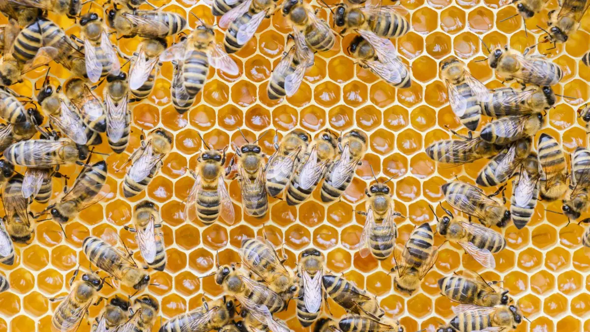 Wenn ein Bienenstock im Garten einzieht: ARCHIV - 22.06.2023, Niedersachsen, Laatzen: Bienen sind äußerst fleißige Tiere. Sie produzieren in der Regel mehr Honig, als der Halter essen kann. (zu dpa: «Alte Bienenstöcke falsch entsorgt – Gefahr für Honigbienen») Foto: Julian Stratenschulte/dpa/dpa-tmn +++ dpa-Bildfunk +++