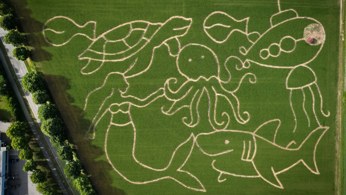 Maislabyrinth Renningen 2026, Start ist am 1. August