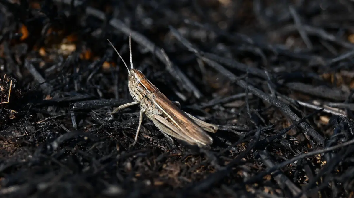 Fire breaks out in London following latest heatwave warning LONDON, UNITED KINGDOM - AUGUST 12: A grasshopper is seen among the burnt pieces of grass as firefighters are cooling down the fire after it was extinguished in the meadow area, which quickly grew due to the wind in Wanstead Flats, east London, United Kingdom on August 12, 2025. Ten vehicles and approximately 70 firefighters responded to the fire that broke out in the meadow area. The flames, which quickly grew due to the wind, were brought under control with special off-road vehicles, and approximately four hectares of land were damaged. Rasid Necati Aslim / Anadolu London United Kingdom. Editorial use only. Please get in touch for any other usage. PUBLICATIONxNOTxINxTURxUSAxCANxUKxJPNxITAxFRAxAUSxESPxBELxKORxRSAxHKGxNZL Copyright: x2025xAnadoluxRasidxNecatixAslimx