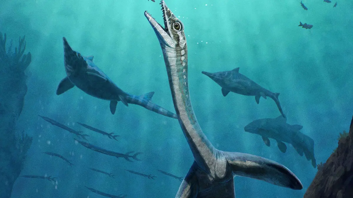Rekonstruktion des 245 Millionen Jahre alten Meeressauriers Autronaga minuta. Forscher fanden heraus, dass es damals Fisch gefressen hat.