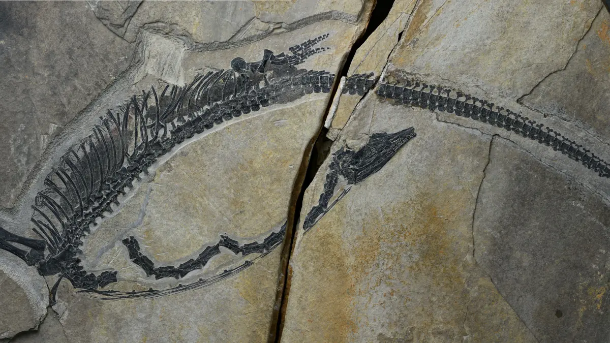 Das Fossil Austronoga minuta, welches sich in Peking befindet. Es ist 245 Millionen Jahre alt. Bei ihm hat ein internationales Forscherteam erstmals das Verdauungssystem entschlüsselt.