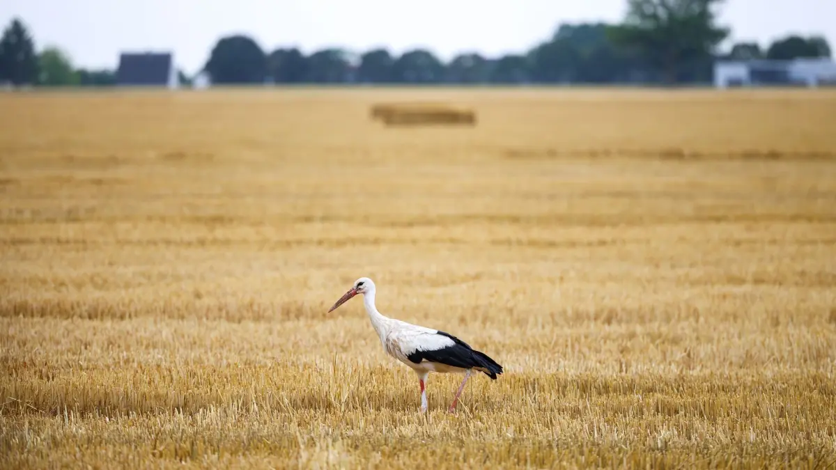 Wetter in Nordrhein-Westfalen: 30.07.2026, Nordrhein-Westfalen, Erwitte: Ein Storch schreitet auf einem abgeernteten Getreidefeld entlang auf der Suche nach Nahrung. Foto: Christoph Reichwein/dpa +++ dpa-Bildfunk +++