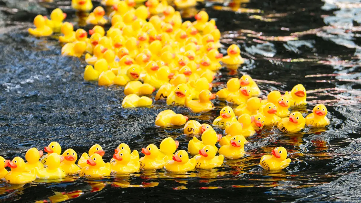 Annual Rubber Duck Race at Merchant Square, Paddington, London, UK - Thu 30 July 2026: Annual Rubber Duck Race at Merchant Square, Paddington, London, UK - Thu 30 July 2026 Numbered Rubber ducks are guided to the finish line as part of the Annual Rubber Duck race in Merchant Square, Paddington in London, England, UK on Thursday 30 July 2026 and in aid of the Cosmic Charity, an organisation that supports the children and neonatal intensive care units at St Marys & Queen Charlottes Hospital., Credit:Justin Ng / Avalon UK, England, London, Merchant Square, Paddington PUBLICATIONxNOTxINxUKxFRAxUSA Copyright: xJustinxNgx/xAvalonx 1119713755