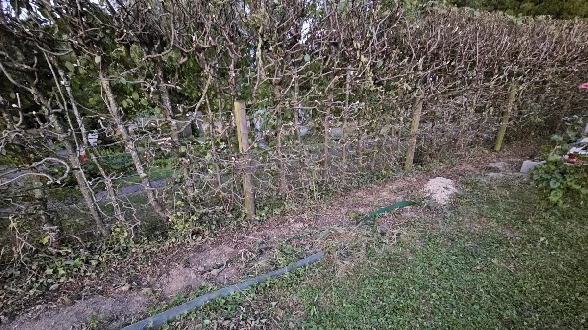 Friedhofshecke in Holzheim massiv beschnitten
