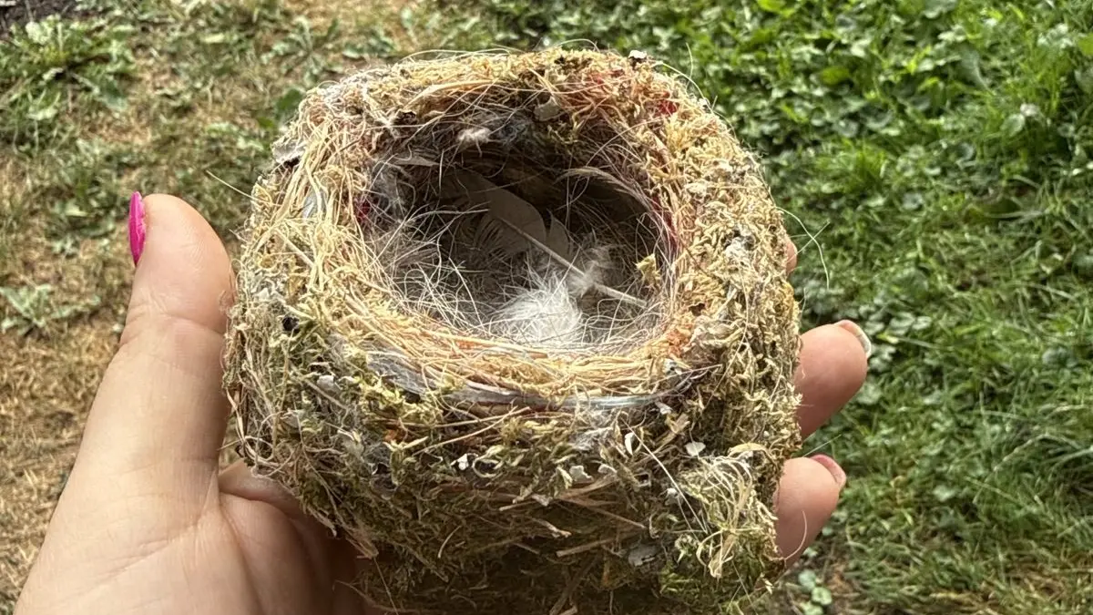 Massiver Rückschnitt Friedhofshecke Holzheim: Ein Vogelnest lag am Boden
