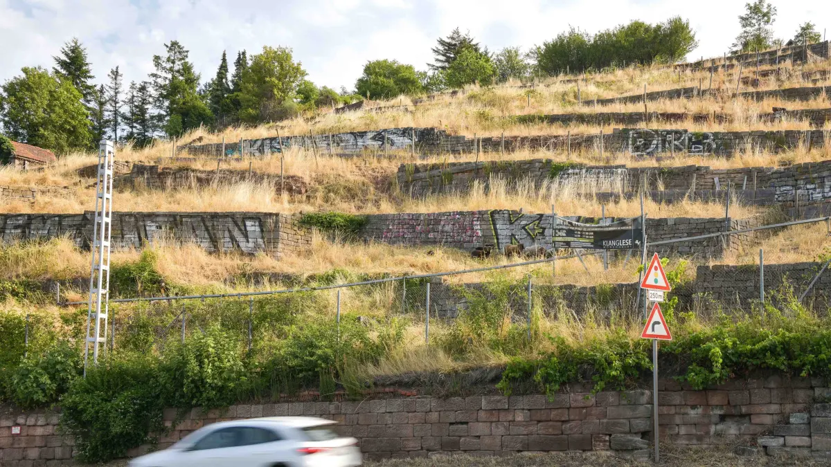 Städtischer Weinberg: Stuttgart, Lokaler Leitartikel zum städtischen Weinberg oberhalb der Neuen Weinsteige, der seit neun Jahren in desolatem Zustand ist