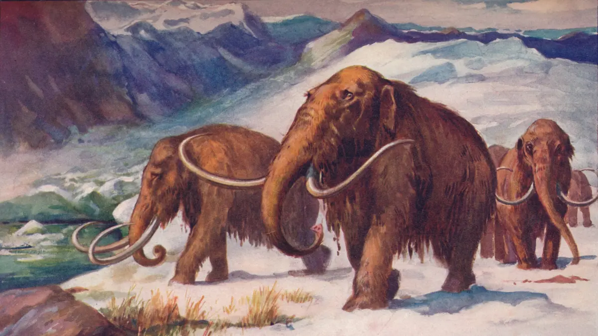 Wollhaarmammuts während der Eiszeit: Bild von Edward Frederick Skinner (1865–1924), um 1907.