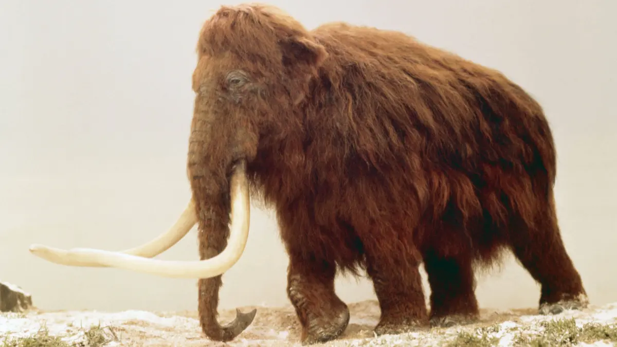 Prähistorische Rekonstruktion eines Wollhaarmammuts (Mammuthus Primigenius).
