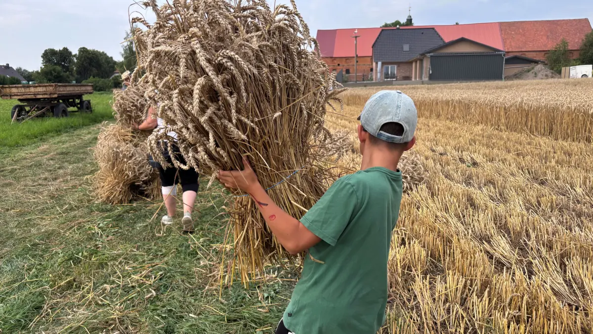 Historische Getreideernte in Frauenhagen: Beim Zusammentragen der Korngarben helfen auch Kinder mit. Früher brachte die Ernte Arbeit für das ganze Dorf. Da mussten alle Generationen anpacken.