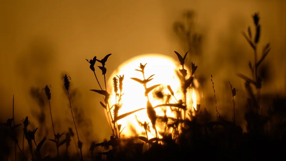 Die Silhouetten von Pflanzen zeichnen sich vor der aufgehenden Sonne ab.