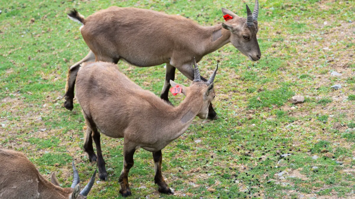 Einige Wochen vor der Freilassung wurden die beiden Tiere bereits veterinärmedizinisch untersucht und mit Ohrmarken kenntlich gemacht.