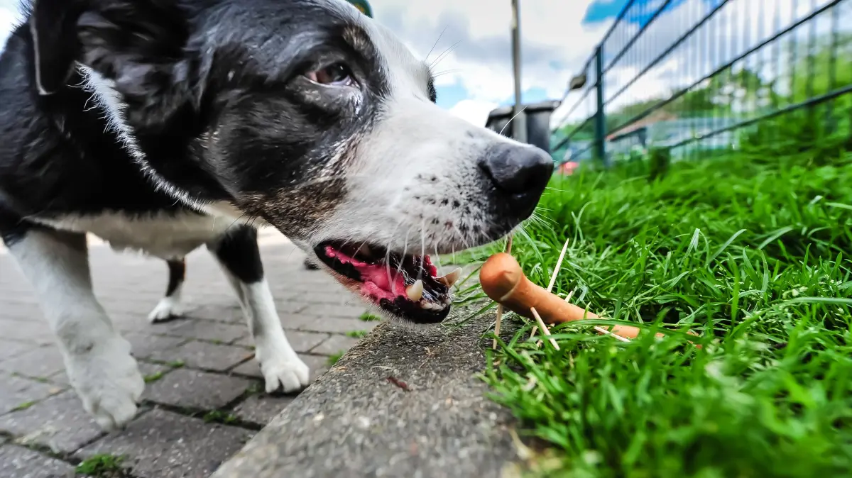 Mischlingshund Lucky schnappt am Samstag, 20.05.2017 in Bochum nach einer Wurst. Der Köder ist mit Holzspießen gespickt und für Hunde lebensgefährlich. Foto: Ingo Otto / FUNKE Foto Services