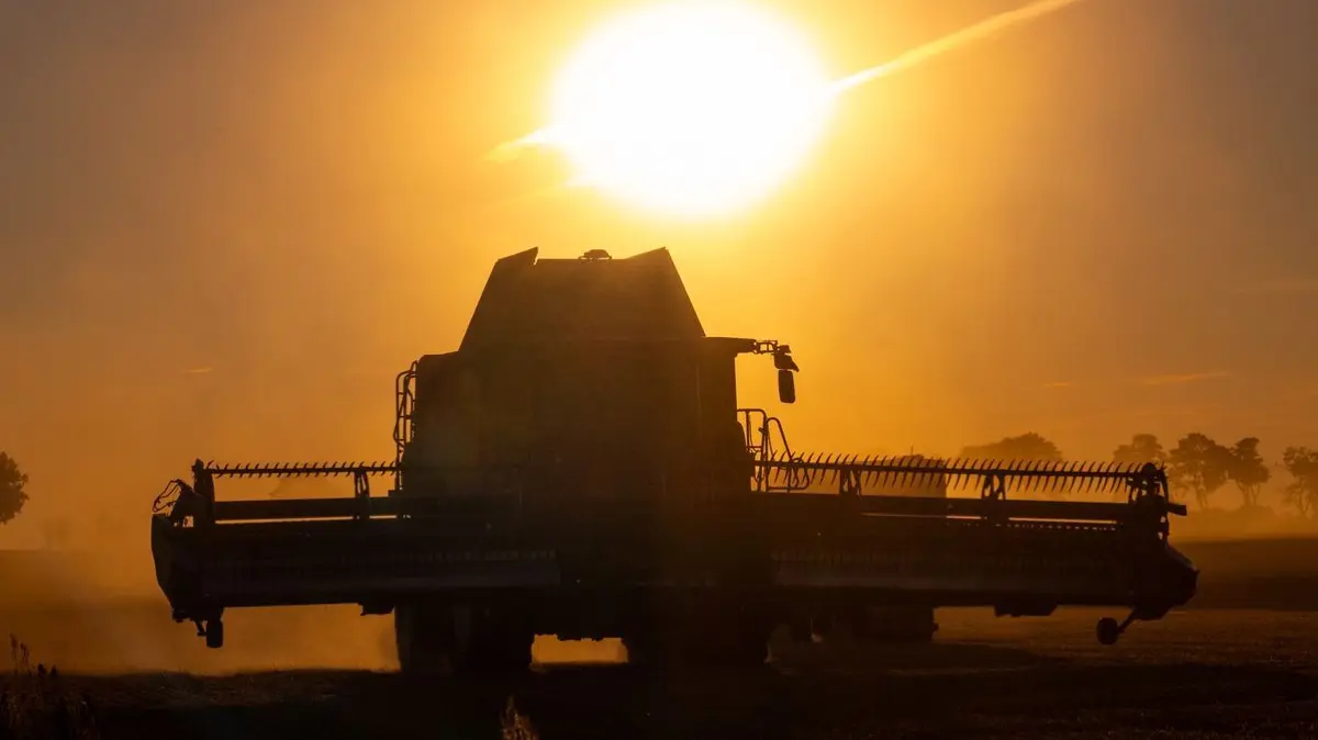 Ein Mähdrescher zieht bei Sonnenuntergang auf einem Feld bei Langenlipsdort (Teltow-Fläming) seine Bahnen und drescht Getreide.