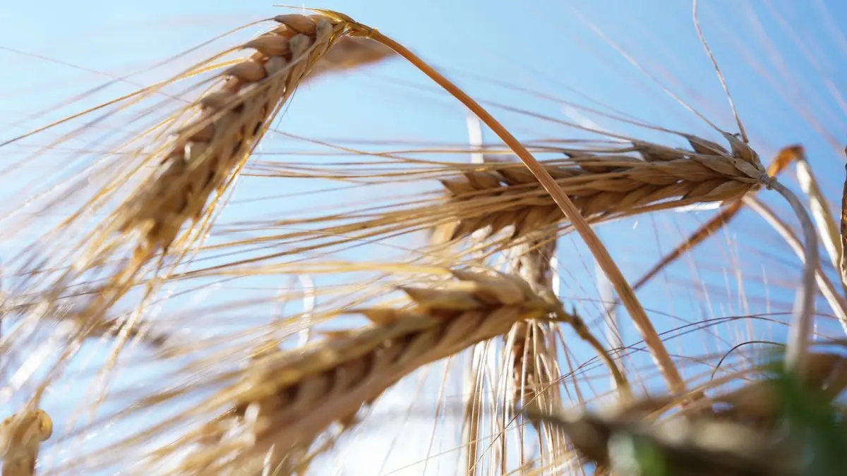 Wintergerste ist kurz vor der Ernte.