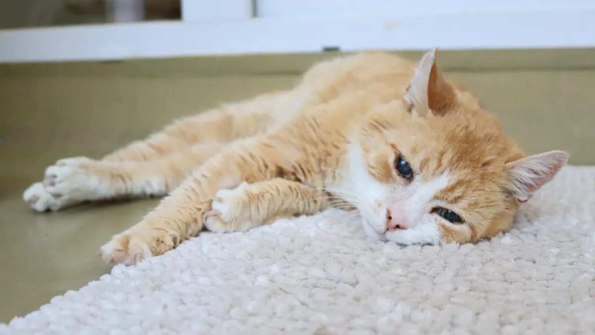Katze im Tierheim Böblingen