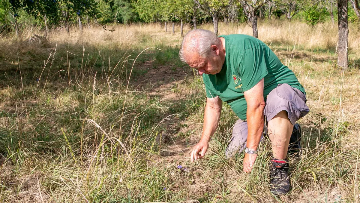 foto: Roberto Bulgrin
06. 08. 2026
Esslingen, zwischen Altbach und Zell, Streuobstwiesen gehören zum immateriellen Kulturerbe und sind damit besonders geschützt. Wer sich um ihren Erhalt bemüht, wird gefördert. Dennoch verwildern die Wiesen zusehends. Esslingen will Besitzer nun dazu bringen, ihre Grundstücke in Ordnung zu halten