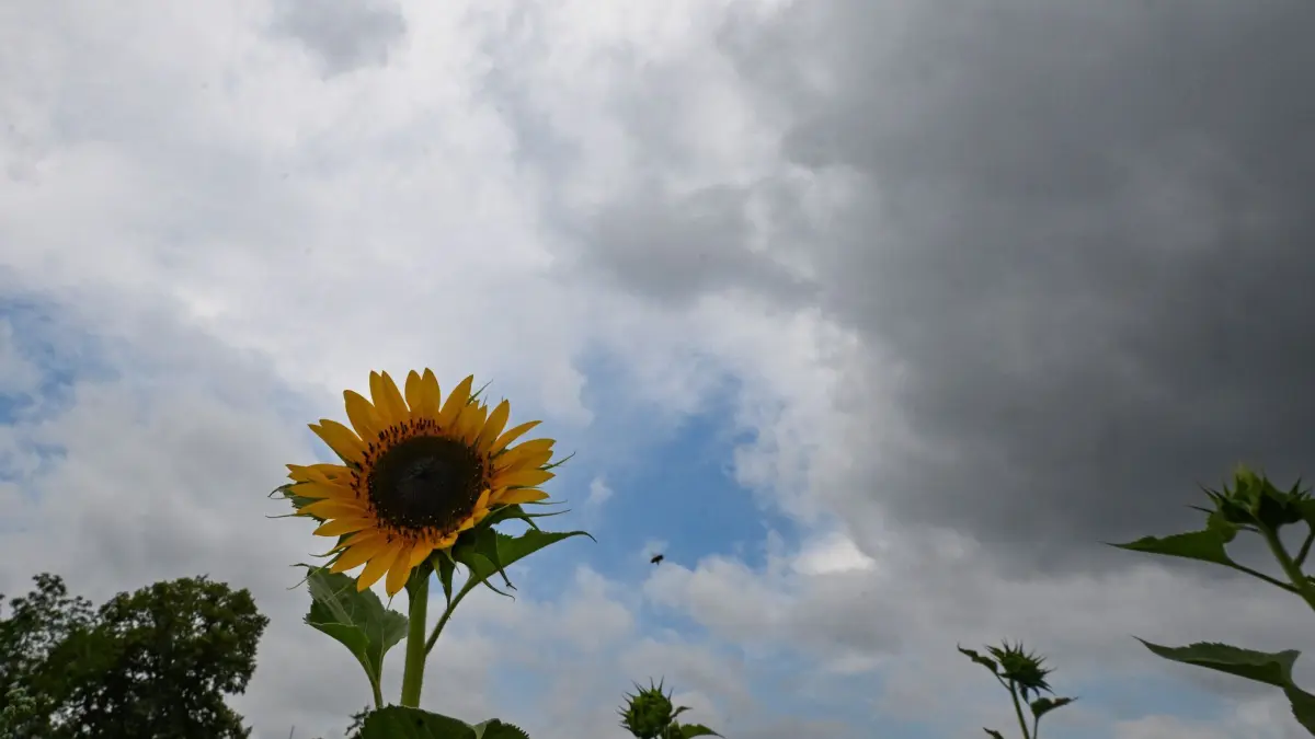 Wetter in Baden-Württemberg: ARCHIV - 01.07.2026, Baden-Württemberg, Esslingen: Sonnenblumen stehen auf einem Feld vor einem Wolkenhimmel. (zu dpa: «In diesen Landesteilen drohen heute Unwetter») Foto: Bernd Weißbrod/dpa +++ dpa-Bildfunk +++