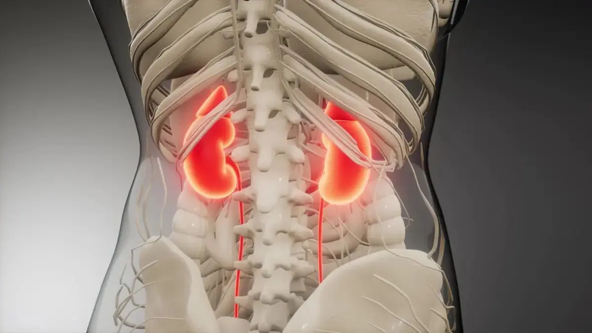 Die Niere ist ein lebenswichtiges Organ, das eine zentrale Rolle im menschlichen Körper spielt. Jede Niere filtert das Blut und sorgt dafür, dass Abfallstoffe als Urin ausgeschieden werden. Die Anatomie zeigt, dass die Niere aus Nierenrinde, Nierenmark und Nierenbecken besteht. In den Nierenkörperchen und Tubuli findet die eigentliche Filtration statt.