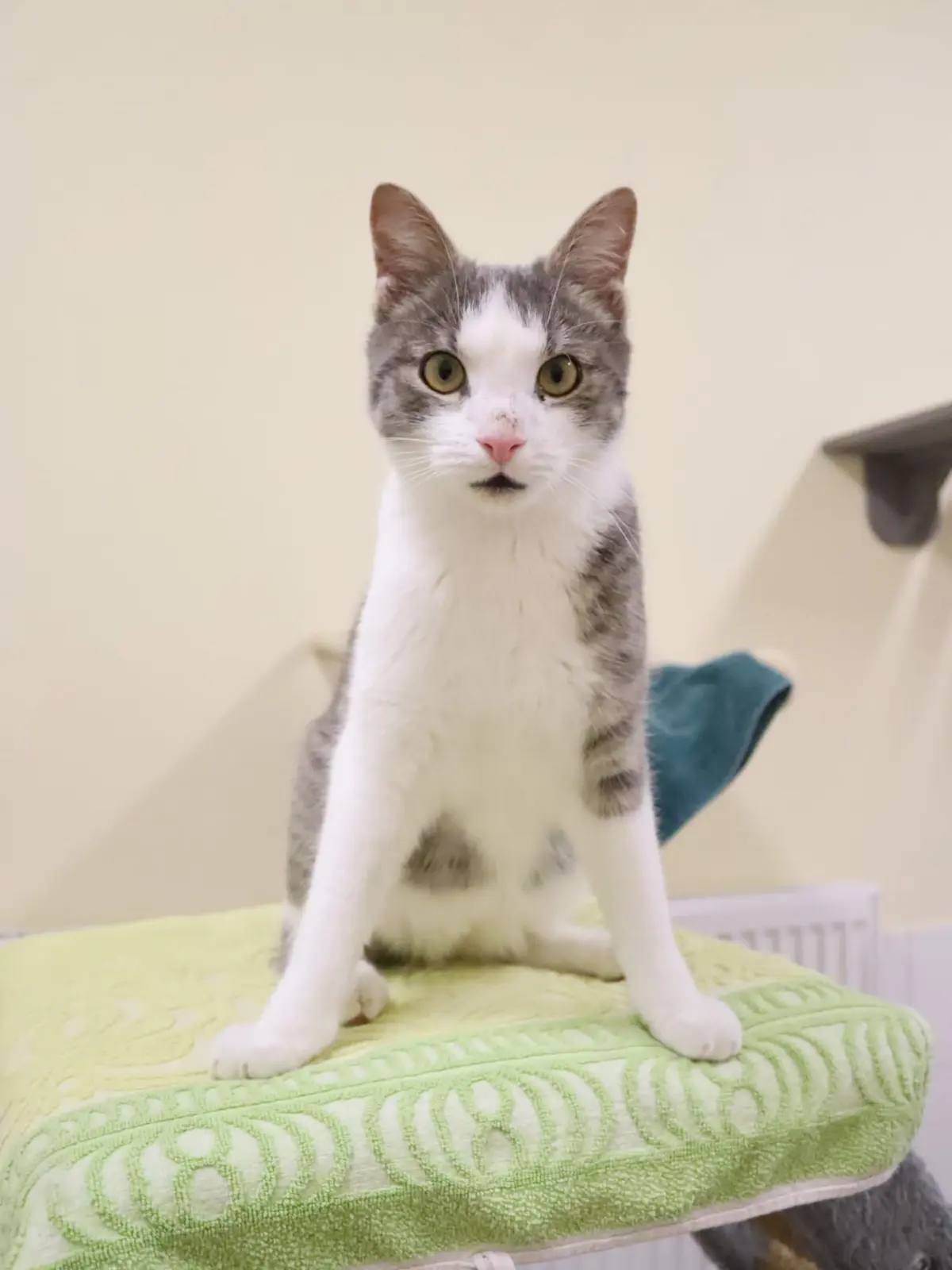Katze im Kreistierheim Böblingen