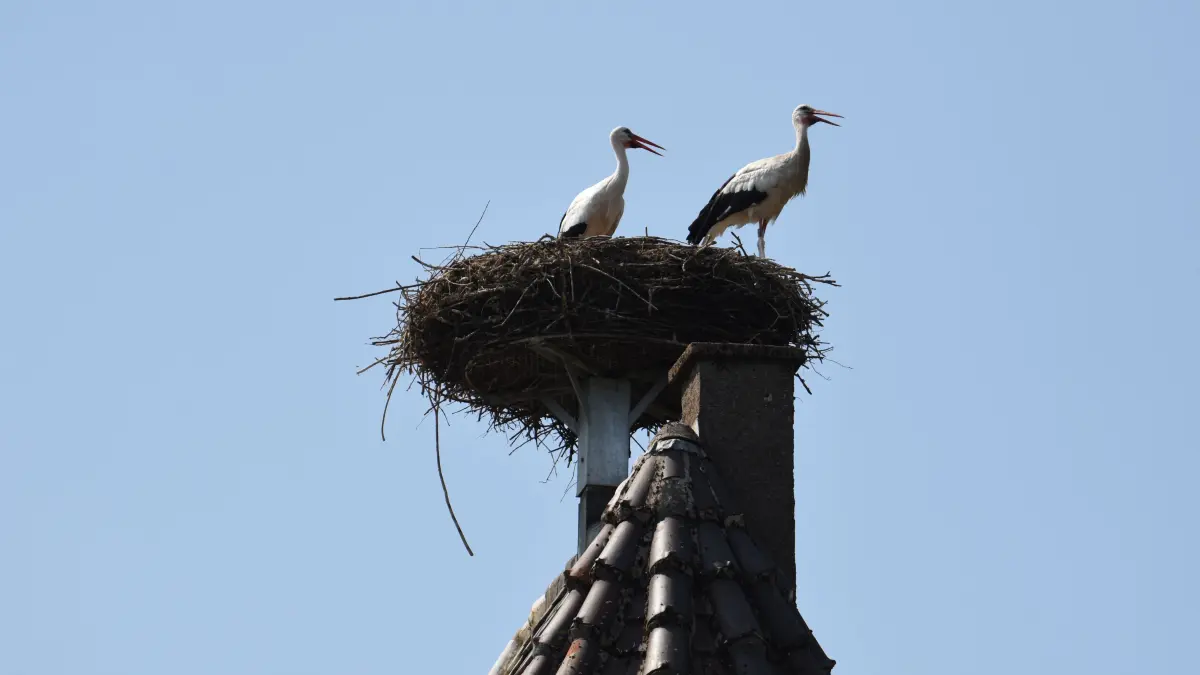 Störche auf dem Storchenturm in Weil der Stadt trotzen der Hitze