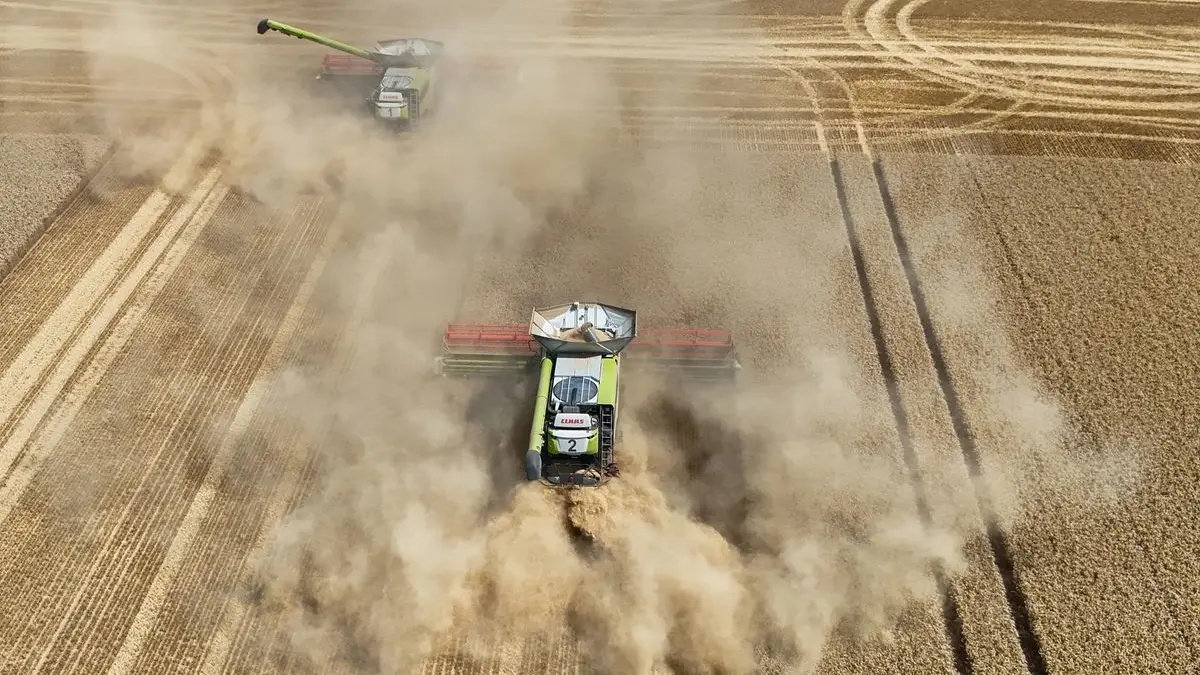 Die Landwirte in der Magdeburger Börde rechnen mit einem mäßigen Ertrag. Durch die extreme Hitze wird bis zu 20 Prozent weniger geerntet.