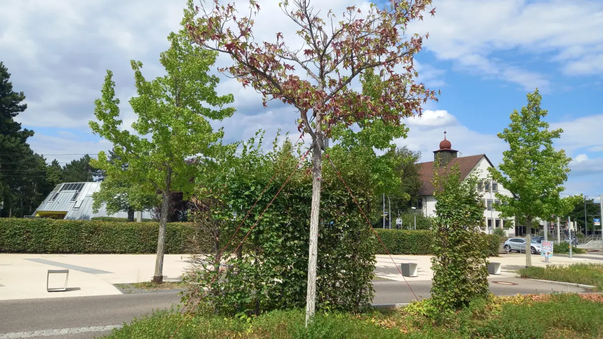 Manche Bäume auf dem Parkplatz des Fellbacher F3 sehen beklagenswert aus.