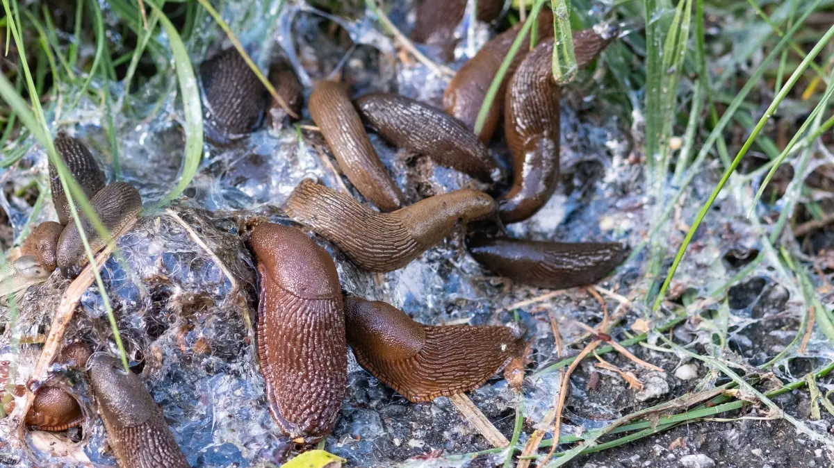 Mehrere Nacktschnecken versammeln sich und produzieren jede Menge Schleim.