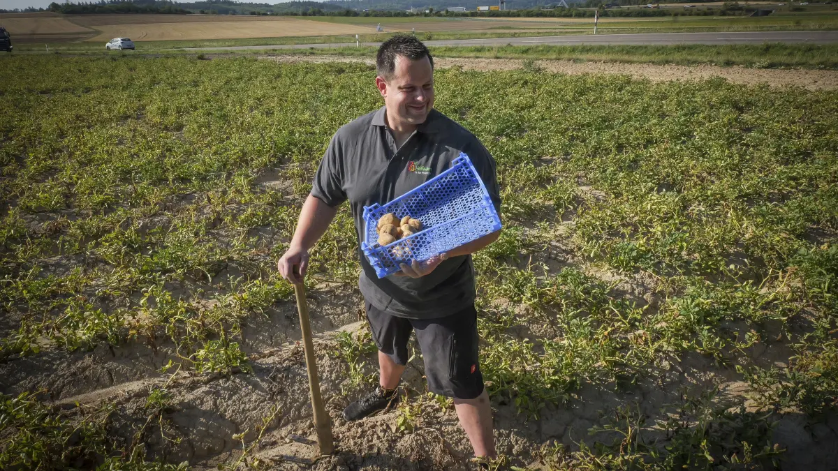 Kartoffel: Rutesheim - Die Landwirtschaft ächzt unter der Hitze und vor allem unter der Trockenheit. Tobias Fauser, Perouser Kartoffelbauer und Geschäftsführender Vorstand Böblingen im Bauernverband Nordschwarzwald-Gäu-Enz, erzählt.
