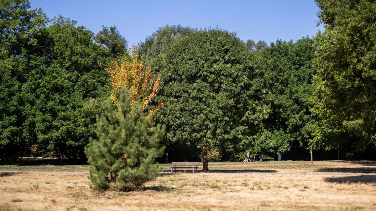 Wetter in Baden-Württemberg: 12.08.2026, Baden-Württemberg, Freiburg: Vertrocknetes Gras ist im Freiburger Dietenbachpark unter den Bäumen zu sehen. Die anhaltende Trockenheit sorgt für fallendes Laub und trockene Bachläufe. Foto: Philipp von Ditfurth/dpa +++ dpa-Bildfunk +++