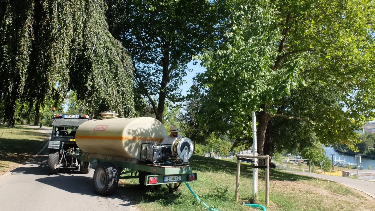 Unter der Trockenheit leiden vor allem junge Bäume, wie diese Linde im Rosensteinpark, die von Gärtnern der Parkpflege der Wilhelma gegossen werden.