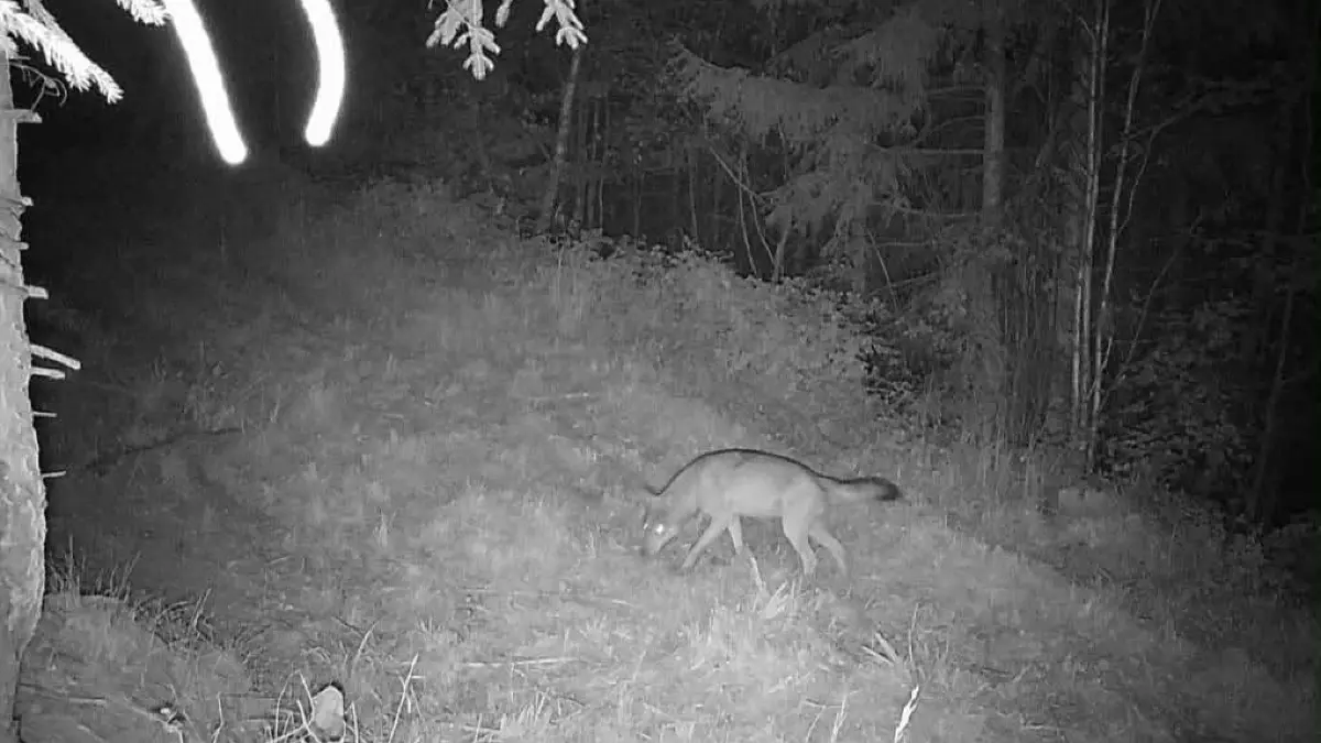 Dieser Wolf wurde am 25. Juli 2026 von einer Wildkamera im Raum Plüderhausen aufgenommen. Ob es sich um dasselbe Tier handelt, das nun bei Kirchberg an der Murr fotografiert wurde, ist nicht bekannt.