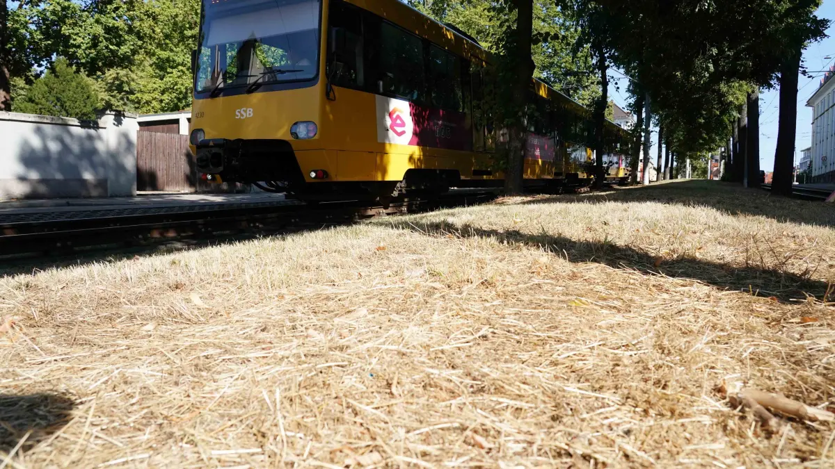 Stuttgart ueberall gut sehen die Spuren der Hitze und Trockenheit, Baeume leiden, Wiesen und sogar am Weinberg fehlt der Regen.
Foto Andreas Rosar Fotoagentur-Stuttgart 12.08.2026