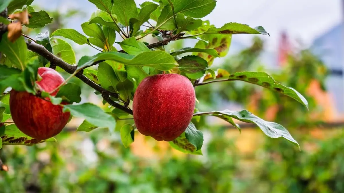 Im Herbst ist Most-Saison.