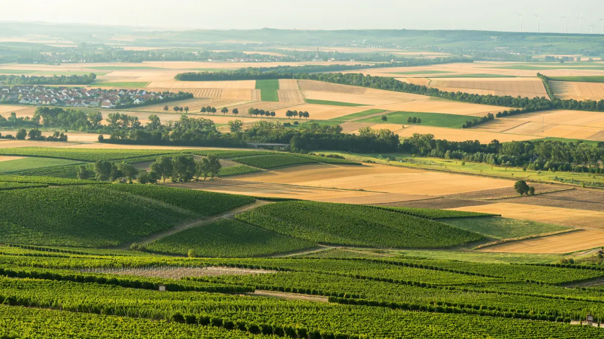 Blick auf die Weinlandschaft von Rheinhessen.