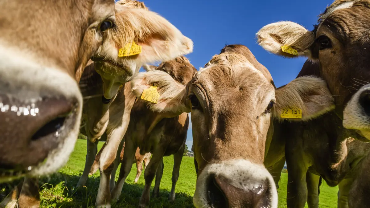 Entertainment Bilder des Tages Allgäuer Kühe auf einer Kuhweide bei Heggelbach stellen sich vor die Kamera. Leutkirch, Baden Württemberg, Deutschland Kühe im Allgäu *** Allgäu cows on a cow pasture near Heggelbach stand in front of the camera Leutkirch, Baden Württemberg, Germany Cows in Allgäu